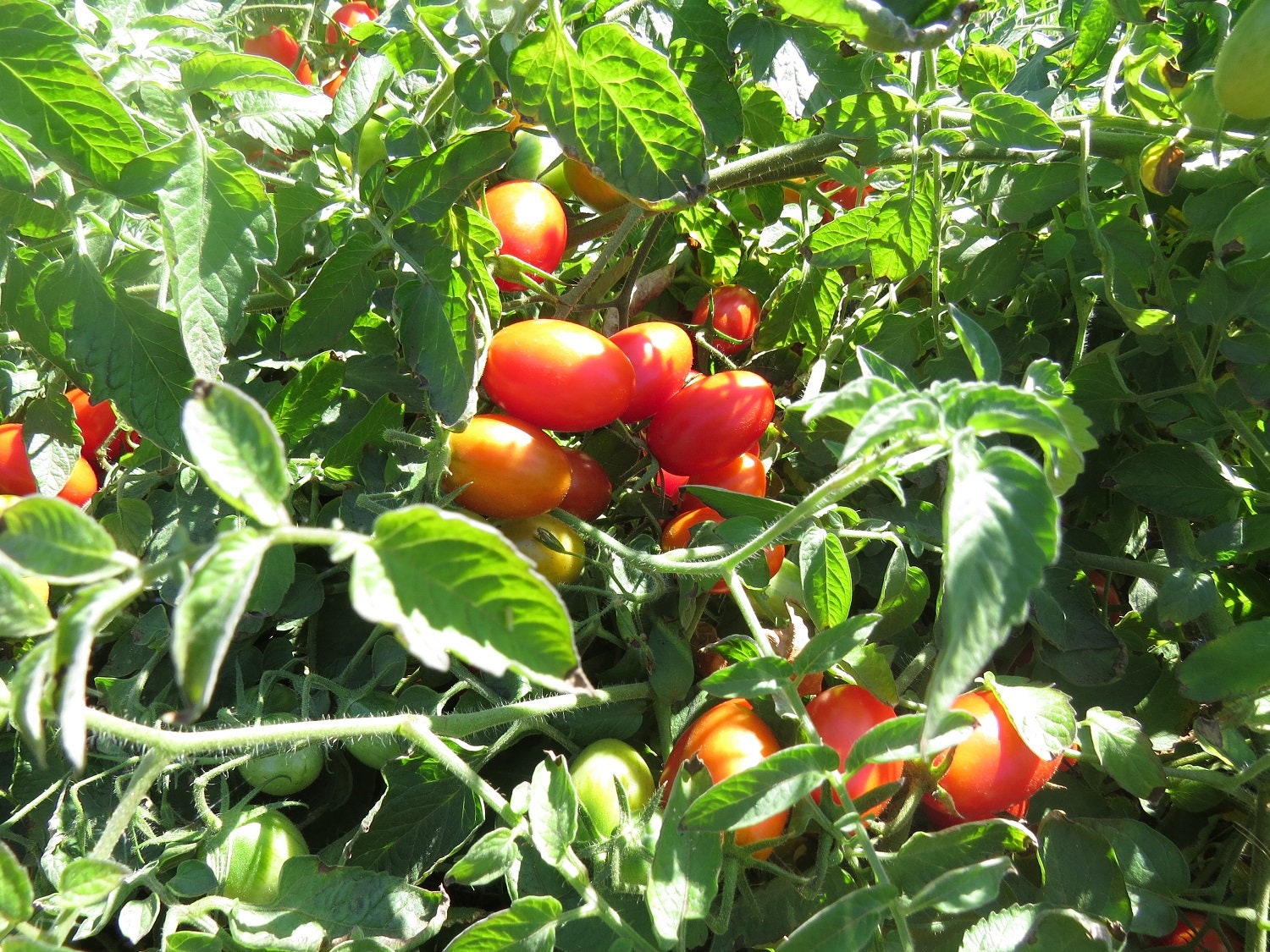 planting seeds from hybrid tomatoes Tomato Juliet Seeds