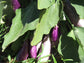50 Antigua Eggplant Seeds Egg plant seed