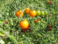 25 Sunsugar Tomato Seeds Sun Sugar Yellow Cherry Tomato
