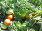 50 Tomato Seeds Patio F Hybrid Tomato Seeds