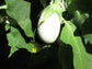 50 Eggplant White Star Hybrid Eggplant Seeds Egg plant seed