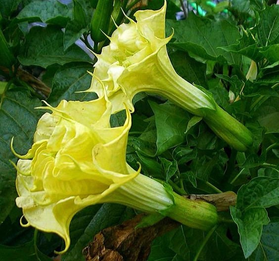 Datura Seeds Ballerinia Yellow Double Flower 25 Seeds Angels Trumpet