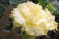 Datura Seeds Ballerinia Yellow Double Flower 25 Seeds Angels Trumpet