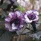 Datura Seeds Black Currant Swirl Double Flower 25 Seeds Angels Trumpet Brugmansia
