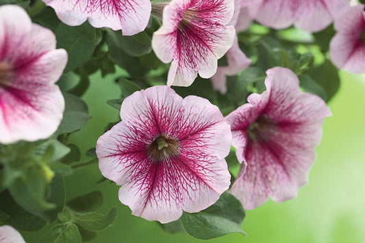 BIN#2R7D2 Pelleted Seeds Opera Supreme Raspberry Ice Trailing Petunia 25 Pelleted Seeds