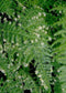 25 Asparagus Fern Seeds Asparagus Plumosus Nanus Climbing Fern