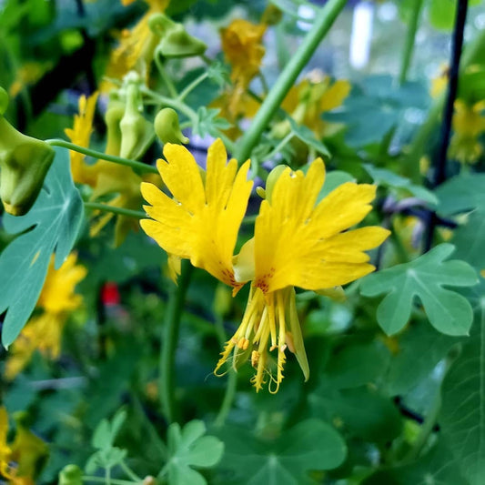 Nasturtium Seeds 25 Canary Bird Vine Seeds Canary Creeper
