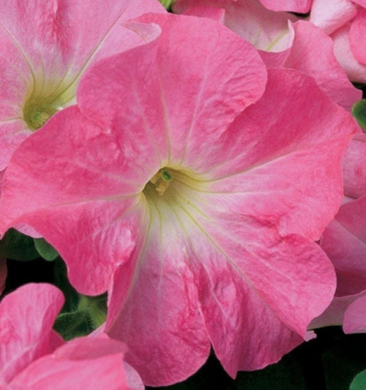Petunia Seeds Candypops Strawberry Vanilla 50 Pelleted Petunia Seeds