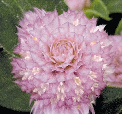 Gomphrena Seeds Gomphrena Buddy Rose 50 Seeds