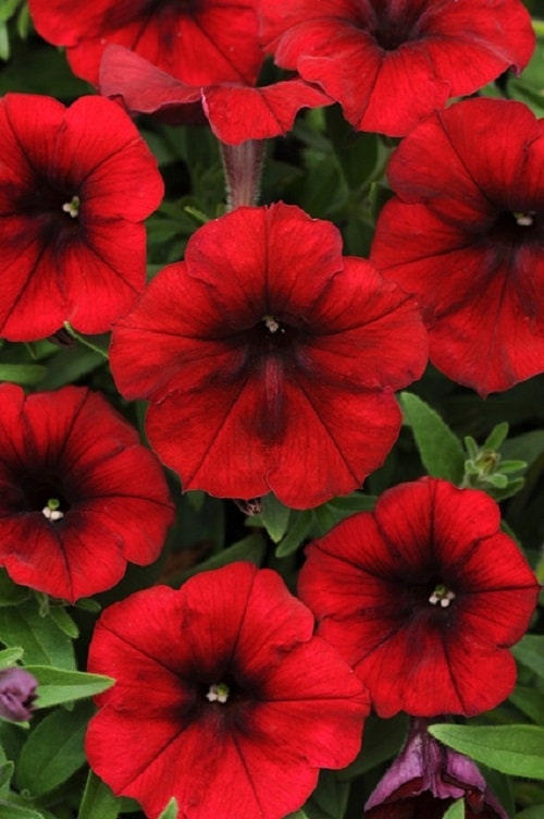 Petunia Seeds Tidal Wave Red Velour 25 Pelleted Seeds