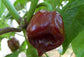 25 Seeds Habanero Jamaican Hot Chocolate Pepper Seeds