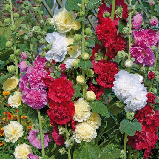 50 Alcea Seeds Hollyhock Seeds Chater Double Mix Perennial