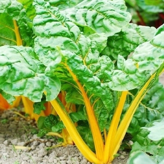 250 Swiss Seeds Chard Orange Fantasia Garden Seeds