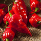 50 Pepper Seeds Bhut Jolokia Red Ghost Pepper