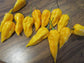 50 Pepper Seeds Bhut Jolokia Yellow Ghost Pepper