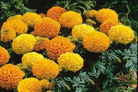 50 Seeds African Marigold Antigua Mix Marigold Seeds