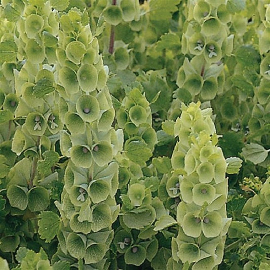 Moluccella Seeds Bells Of Ireland Seeds 100 Seeds
