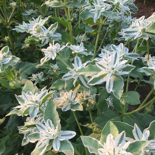 Euphorbia Seeds Snow On The Mountain 50 Seeds Euphorbia Marginata