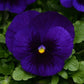 Pansy Seeds Pansy Matrix Deep Blue With Blotch 25 Seeds Extra Large Flowers