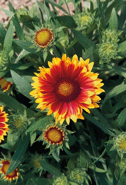 50 Gaillardia Seeds Arizona Sun Blanket Flower Seeds