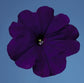 50 Petunia Seeds Pelleted Petunia Seeds Celebrity Blue