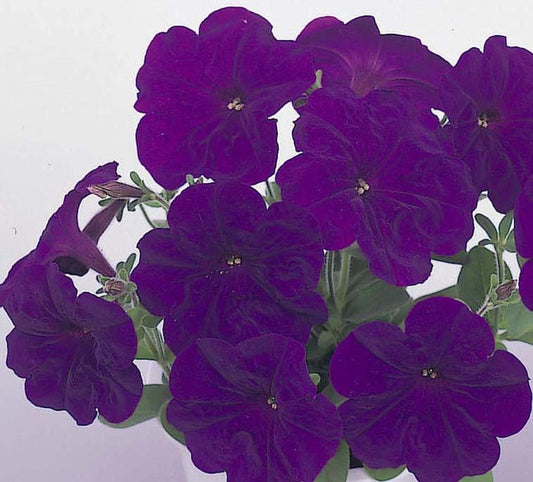 Petunia Seeds 50 Pelleted Petunia Seeds Candypops Blue