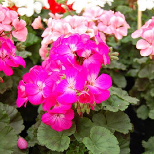 Geranium Logro Deep Rose 15 Seeds Geranium Seeds