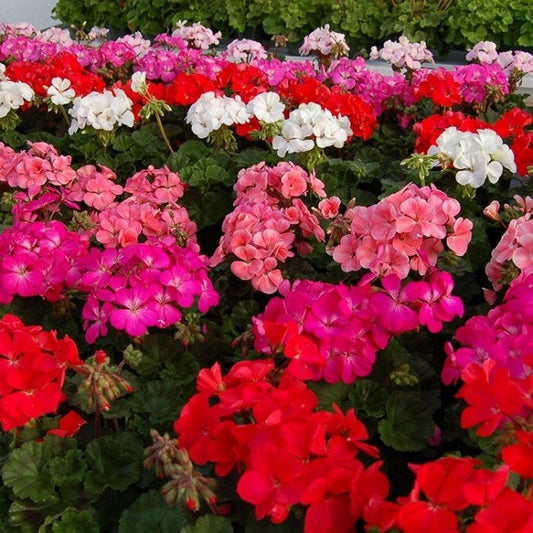 Geranium Logro Mix 15 Seeds Geranium Seeds