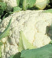 Cauliflower Seeds 1,000 Snowball Improved Seeds Vegetable Seeds