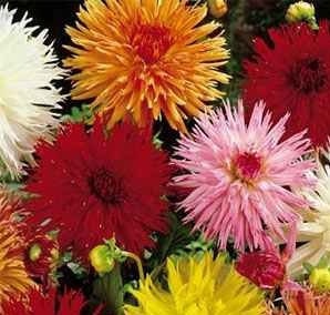 50 Dahlia Seeds Cactus Mix Flower Seeds Dahlia Seeds