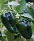 Poblano Baron Pepper Seeds 50 Pepper Seeds