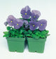 Pansy Seeds 50 Seeds Pansy Delta True Blue