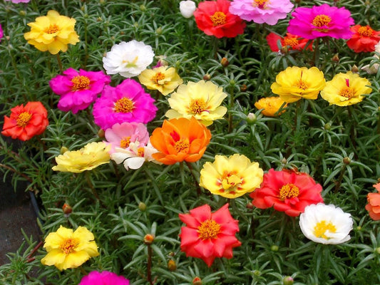 Portulaca Seeds Portulaca Happy Hour Mix 50 Multi pelleted Seeds Perennial