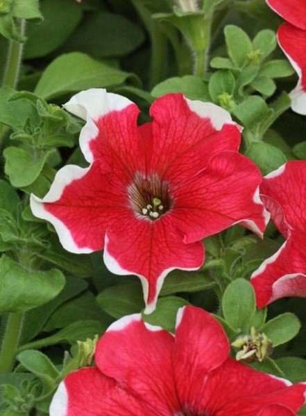 Petunia Seeds Hula Hoop Red 50 Pelleted Seeds Hulahoop Petunia