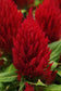 Celosia Seeds First Flame Red 50 Pelleted Seeds