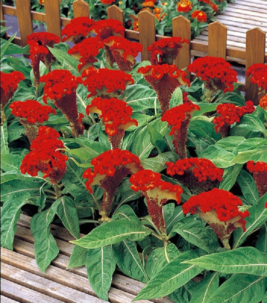 Celosia Seeds Armor Orange 50 Seeds
