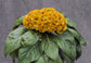 Celosia Seeds Armor Yellow 50 Seeds