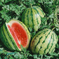 Watermelon Seeds Dixie Queen 50 Watermelon Seeds