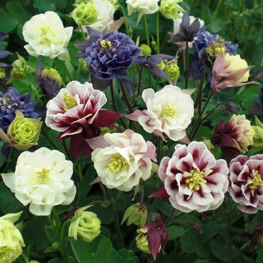 25 Columbine Seeds Aquilegia Winky Double Mix Perennial Seeds