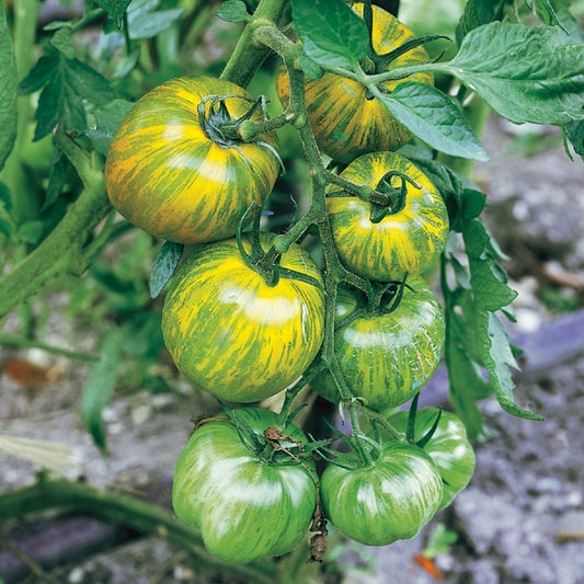 Tomato Seeds 50 Green Zebra Tomato Indeterminate
