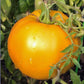 Tomato Seeds Jubilee Golden Orange 50 Seeds Heirloom Tomato