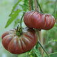 Tomato Seeds 50 Purple Calabash Heirloom Tomato Seeds