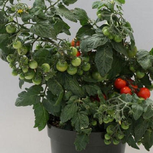 Tomato Seeds Sweet N Neat Scarlet 25 Seeds F1 Variety