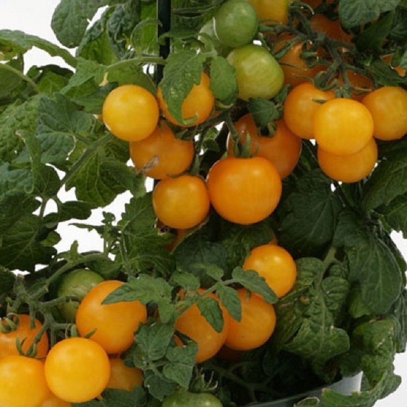 tomato_さん ONE SWEET® Tomatoes - SUNSET Grown. All rights reserved.