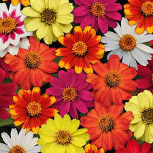 Zinnia Seeds Zinnia Zahara Mix Bonfire Heat Tolerant 25 Seeds