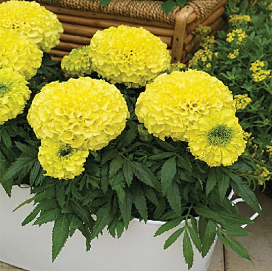 Marigold Seeds African Marigold Antigua Primrose 50 Marigold Seeds