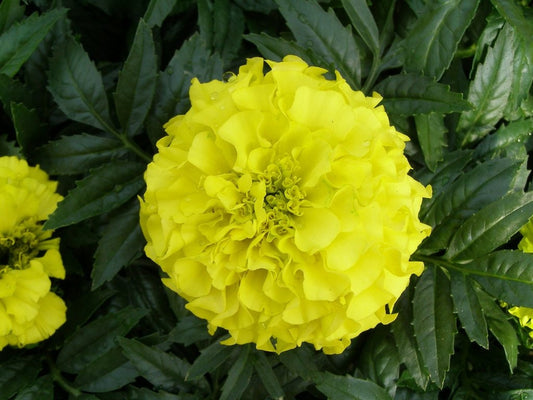 Marigold Seeds African Marigold Antigua Yellow 50 Marigold Seeds