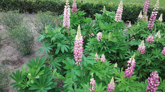 Lupine Seeds Lupini Pink Shades 25 Seeds Perennial Seeds Lupinus Seeds