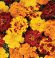 Marigold Seeds French Durango Outback Mix 50 Seeds French Marigold