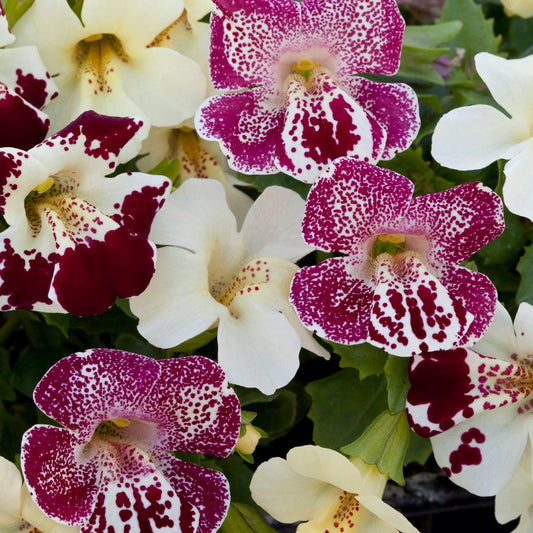 Grandiflora Mimulus Seeds Mimulus Magic Spring Blossom Mix 50 Pelleted Seeds Monkey Flower